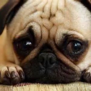 Meet your Posher, Julian